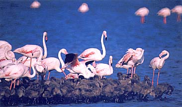 flamant2.jpg (20017 octets)